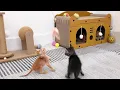 Two Adorable Kittens Discover a Magical Toy… You Won’t Believe What Happens Next! 😻