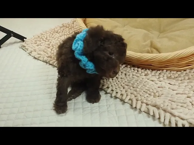 動画