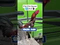 Download Lagu Ciri ciri ayam pukul ❗ayam bangkok super #ayambangkok #ayambangkokindinesia #viraltiktok #shortvideo