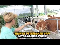 Lagu MAIN KE KANDANG SAPI BERSAMA DIKA POTER