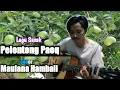 Download Lagu Lagu sasak | PELENTONG PAOQ | cover Maulana Hambali