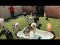 Camp Bow Wow Virtual Tour