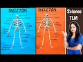 Skeleton Project How To Make Skeleton Project Science TLM School Project
