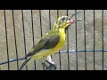 Download Lagu Sogon Isian Gereja #burung