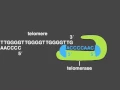 Telomere Replication