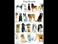 Android App Dog Breed Spinner Controlled ImageView Revisited