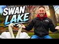 Fluffy Feather Farm Adventures Meet our swans - Ben and Jerry Episode 6