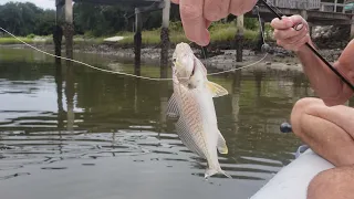 Croaker Fish – #SHORTS