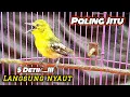Download Lagu Suara Cipoh Gacor Pancingan Jitu 5 Detik Burung Cipoh Apapun Langsung Nyaut@Ruyuk Channel