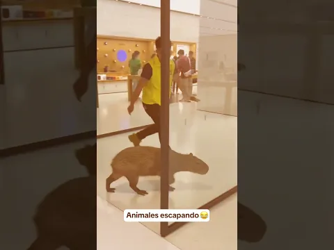 ¡Querían escapar! 🤭🤭 #animals #crazy #loco #chistoso #funny #pets
