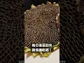 Download Lagu 種花得瓜子（二） - 驚驚呀😱 #格仔田 #gardening #油葵瓜子#sunflowerseeds