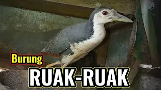 Download Burung ruak-ruak memanggil temannya | Suara burung ruak-ruak memanggil temannya MP3