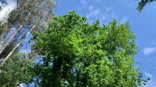 Waking Through The Greens Surrounding Rio Do Cávado In Pousa Portugal 