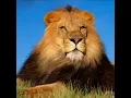 Israël Vibration Lion in the jungle