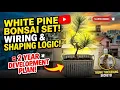 Secret to Thick Bonsai Trunks White Pine Wiring Air-Potting Setup