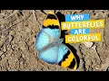 Why do butterflies have such vibrant colors and patterns