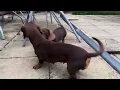 Download Lagu When mini dachshund puppy is playing with his mom everybody gets out of their way