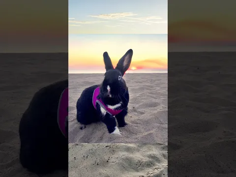 Rabbit's last day at the beach 😢