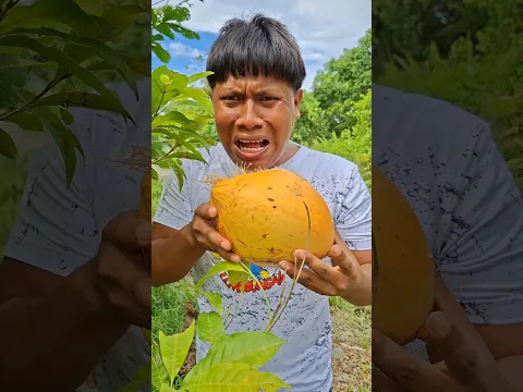 Mi mamá le hecho dos ají a una pipa de coco