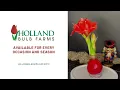 Unboxing Holland Bulb Farms Waxed Amaryllis Incredible Blooms No Water Needed Watch Them Grow