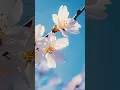 Download Lagu The best melody in the world🌿You can listen to this music forever🌿 by Sergey Grischuk