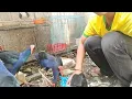 Download Lagu Kasih Makan Pagi Burung Mandar Biru Jinak Total (kalim pakhi)