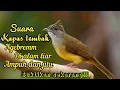 Download Lagu SUARA PIKAT DAN MASTERAN BURUNG KAPAS TEMBAK DI ALAM LIAR