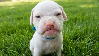 Angry Puppies Trying To Be Scary But They're Just So CUTE ! 🤣