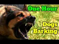 Download Lagu Dogs Barking for One Hour - barking sounds for 60 minutes of different breeds of dogs