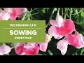 How to sow Sweet Peas
