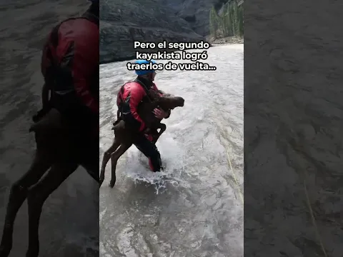 Bebé Alce Arrastrado Por La Corriente Es Rescatado 🥺❤️ #animales #animal #naturaleza #shorts