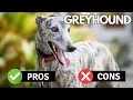 Greyhound Pros Cons Is This Speed Demon Right For You Pet Insider