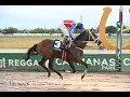 Watch The Last Four Derby Races At Caymanas Park