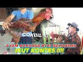 Download Lagu BERAWAL DARI MIMPI SANG KYAI..TERCIPTA AYAM PELUNG...!!! GASSKEUN IKUTT KEJUARAAN !!!