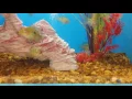 Awesome Fish at Pet Supermarket Dothan al