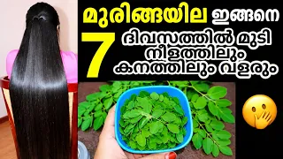 7 ദിവസം മുരിങ്ങയില ഇങ്ങനെ ഉപയോഗിച്ചാൽ എത്ര മടിയൻ മുടിയും മുട്ടോളം വളരും ||moringa leaves for hair