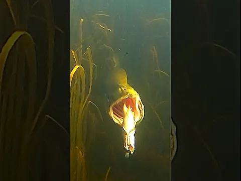 The second pike was bigger, but ...