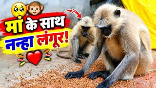 ❤️🐒 Maa-Bete Ki Ye Pyari Jodi Chane Kha Rahi Hai | Cute Langur