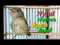 Download Lagu Nyiul Manteb Ngebren Burung Flamboyan cocok buat masteran Burung Kicau