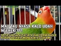 Lagu Lovebird Nyasa Ngekek Dengan Gaya Asik