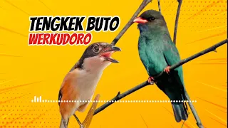 masteran tengkek buto werkudoro jernih jeda mudah ditiru