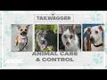 Tuesday Tailwagger Meet these adoptable pets