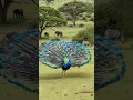 Download Lagu Peafowl bird sound 🦚 Peacock Opens Feathers After Being Scared by Elephant’s Trumpet! Peacock Dance!