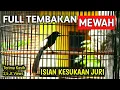 Variasi Tembakan Murai Batu Gacor Full Isian Kasar Panjang Mewah