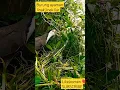 Download Lagu Burung ayam ayaman