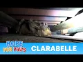 A scared Golden Retriever panics during this Hope For Paws rescue