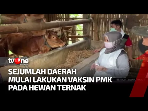 Vaksin PMK Mulai Dilaksanakan di Sejumlah Daerah