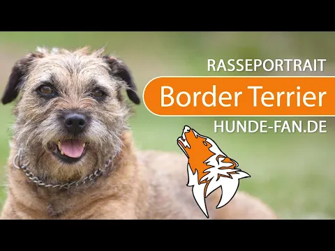 ► Border Terrier [2018] Rasse, Aussehen & Charakter