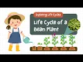 The Life Cycle of a Bean Plant-Educational