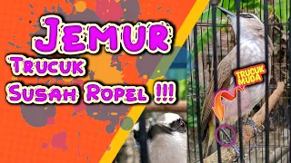 Download Drying Trucuk Birds That Are Hard to Ropel !!! MP3